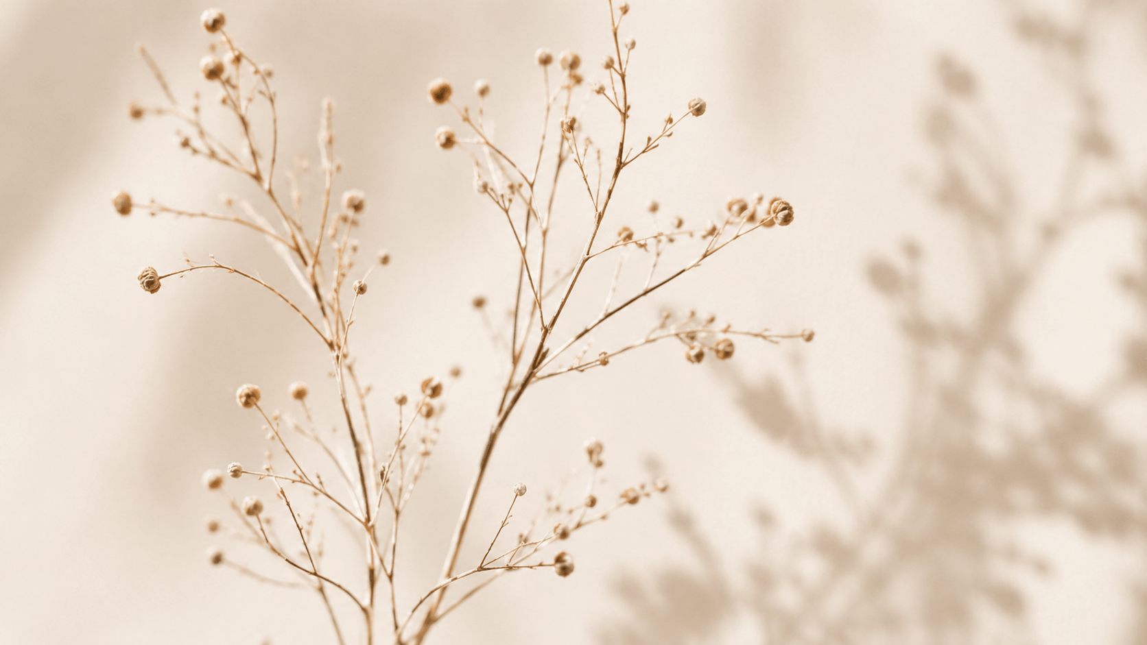 A quiet branch outlined against fading evening light