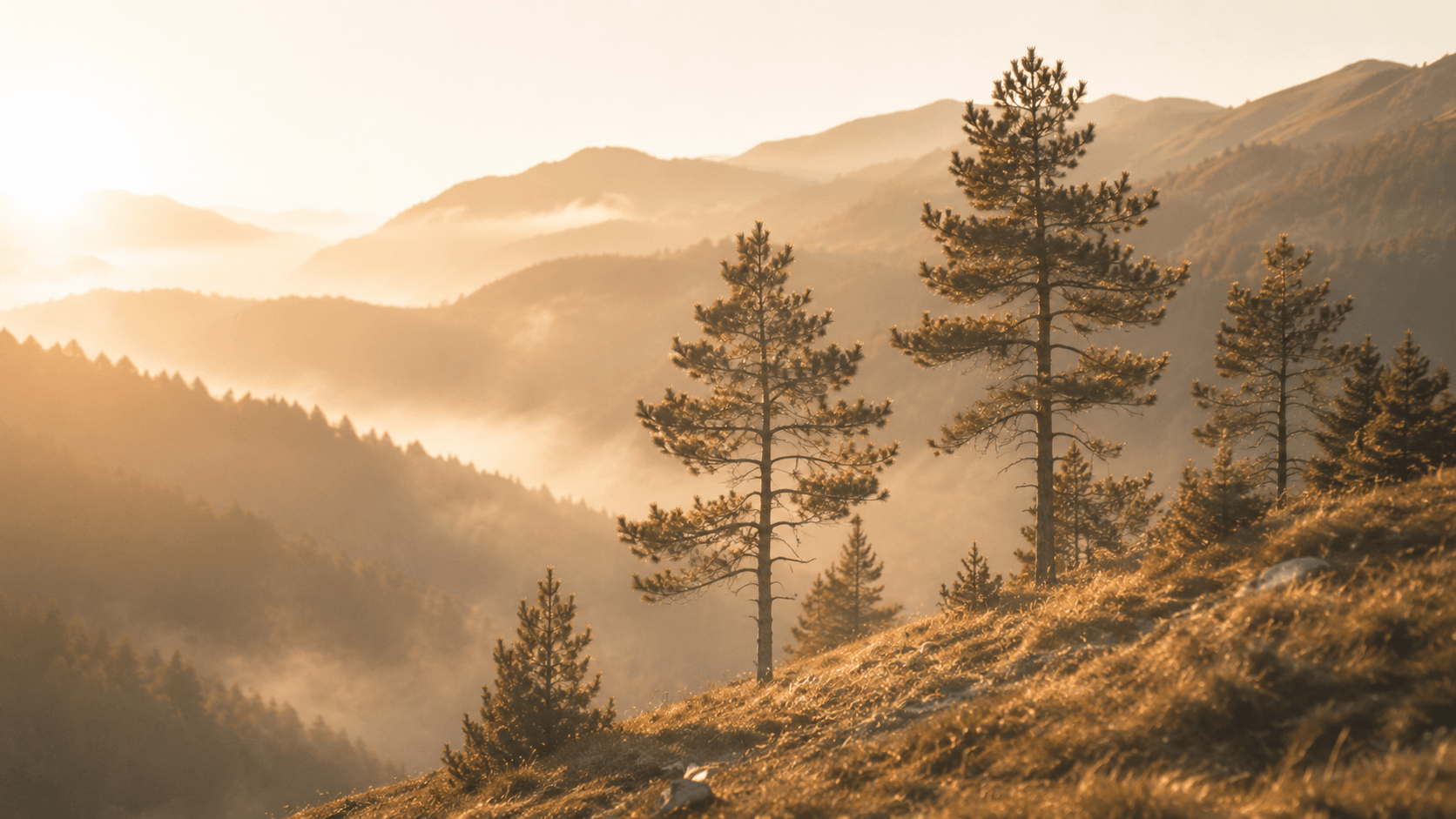 Pine trees beneath a quiet evening sky